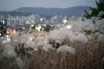 Close-up of illuminated plants growing on field against sky