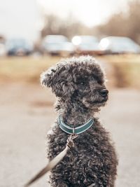 Close-up of a dog