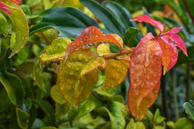 Close-up of wet red leaves on rainy day