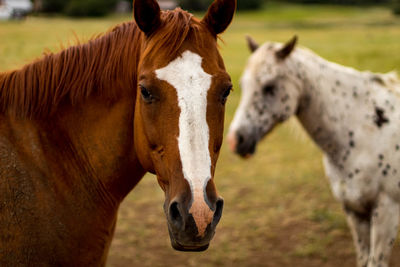 Close-up of horses on field