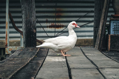 Bird perching on railing