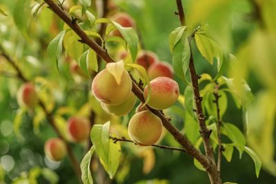 Close-up of berries growing on tree