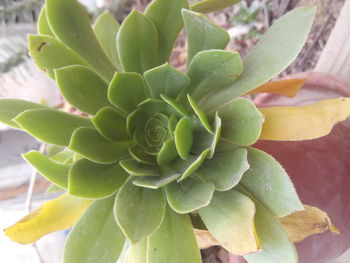 Close-up of succulent plant