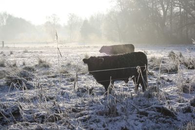 Horse on snow field against trees