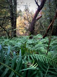 Trees in forest