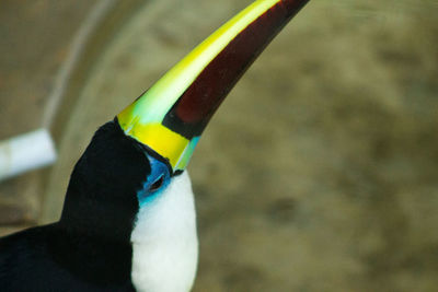 Close-up of bird against blurred background