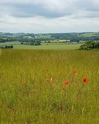 Scenic view of field against cloudy sky