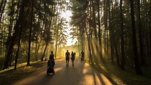 People walking on footpath in forest