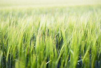 Close-up of wheat field