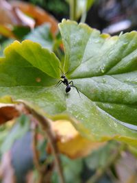 Close-up of insect on leaf