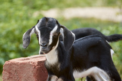 Close-up of dog