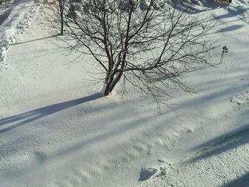 Close-up of tree against sky during winter