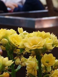 Close-up of yellow flowers blooming outdoors