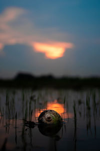 Scenic view of lake at sunset