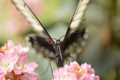 Close-up of insect on flowers