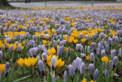 Close-up of yellow crocus flowers on field