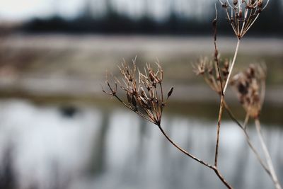 Close-up of dried plant