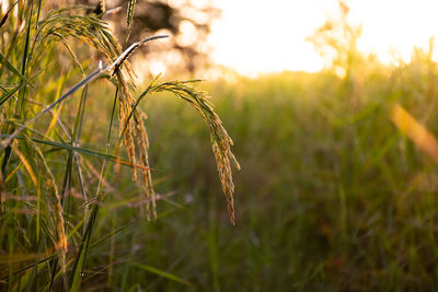 Close-up of stalks in field