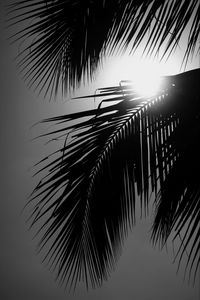 Low angle view of palm tree against sky during sunset