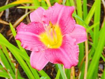 Macro shot of water drops on pink flower