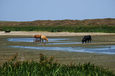 Horses grazing in a field