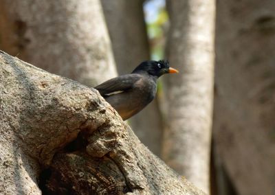 Close-up of bird perching on tree