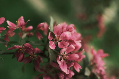 Close-up of pink flowering plant in park