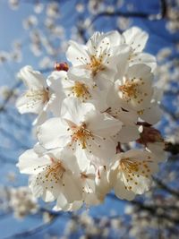 Close-up of white flowers blooming in park