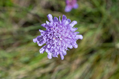 Close-up of purple flowering plant