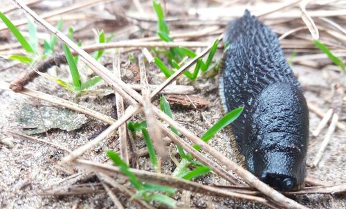 Close-up of lizard on field