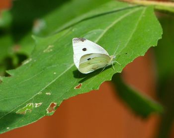 High angle view of butterfly on leaf