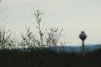 Plants growing on field