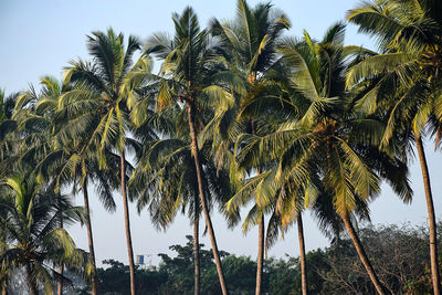 Low angle view of palm trees against clear sky