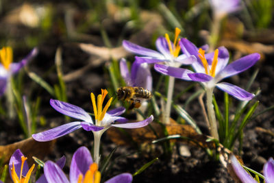 Close-up of bee pollinating on purple flower