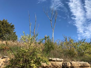 Trees against clear sky
