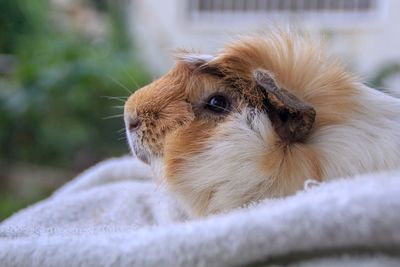Close-up of a guinea pig looking away