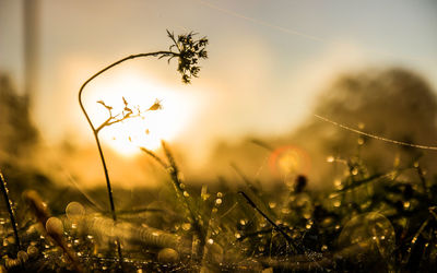 Close-up of dew drops on grass during sunset