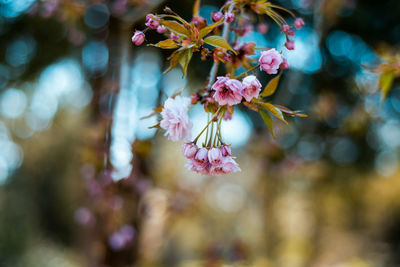 Close-up of pink cherry blossoms