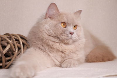 Close-up of a cat looking away