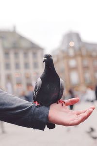 Close-up of bird perching on hand