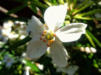 Close-up of white frangipani blooming outdoors