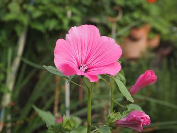 Close-up of pink flower blooming outdoors