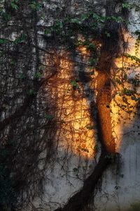 Reflection of trees in river