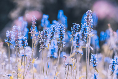 Close-up of purple flowering plants on field