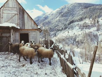 Flock of sheep on snow covered land