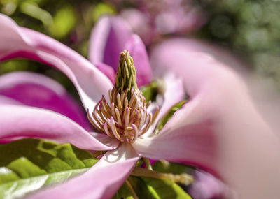 Close-up of pink flower