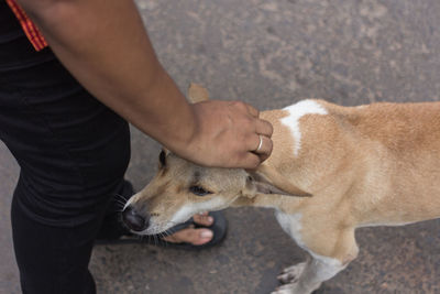 Low section of man holding dog