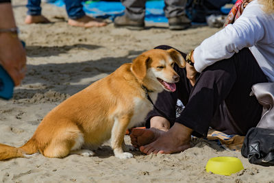 Portrait of dogs on sand at beach