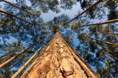 Low angle view of trees against sky