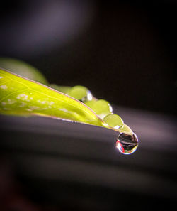 Close-up of wet plant